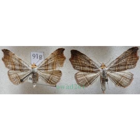 Laspeyria flexula (Denis & Schiffermüller, 1775) pair Lasperia zatokobrzeżka Czech91g
